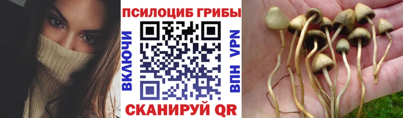 Псилоцибиновые грибы Psilocybine cubensis Нарткала